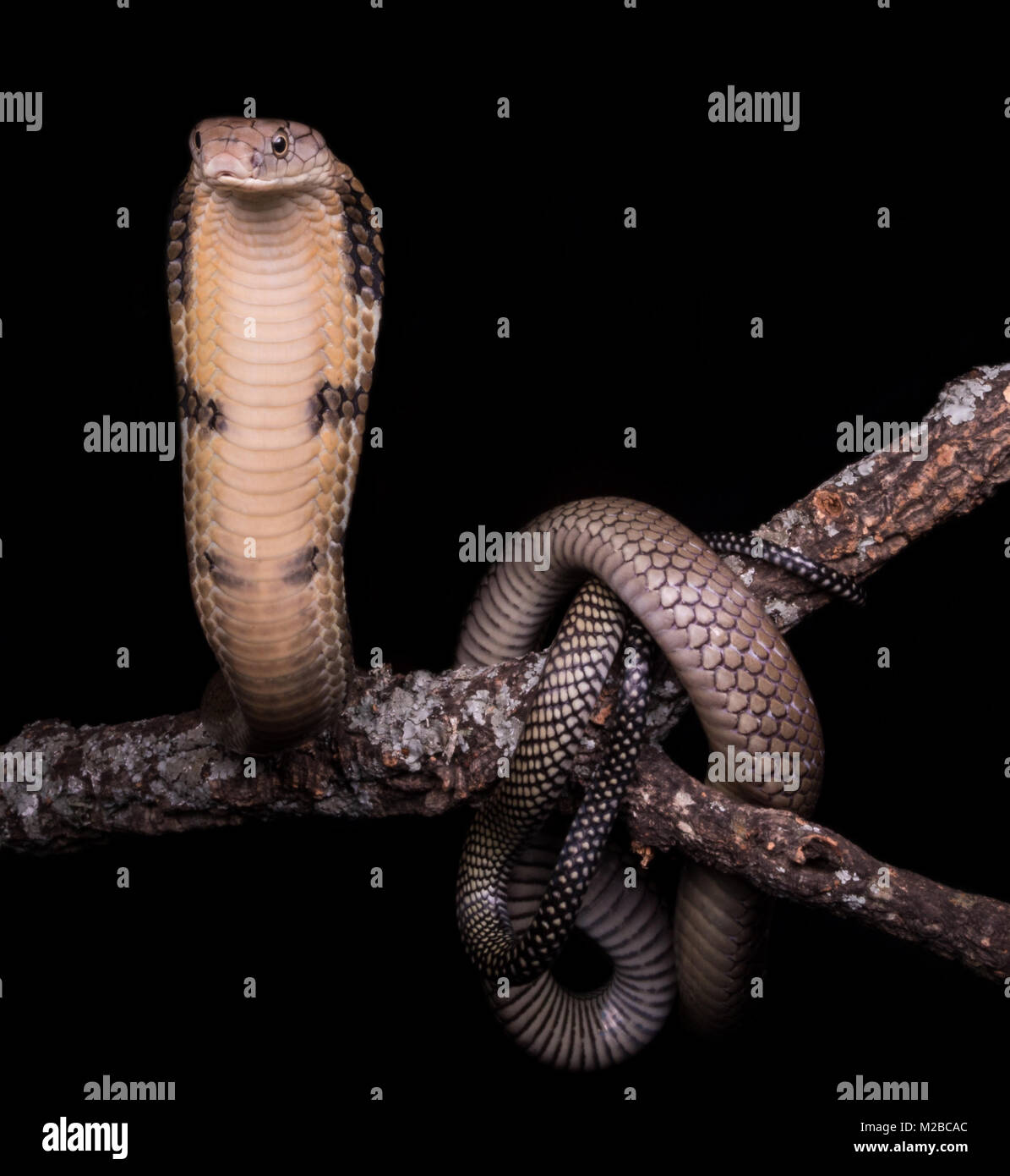 King cobra Foto Stock