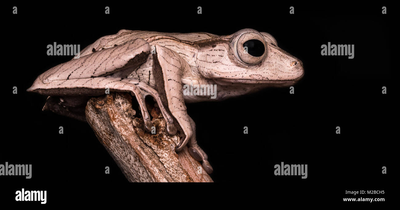 Polypedates otilophus / File-eared raganella Foto Stock