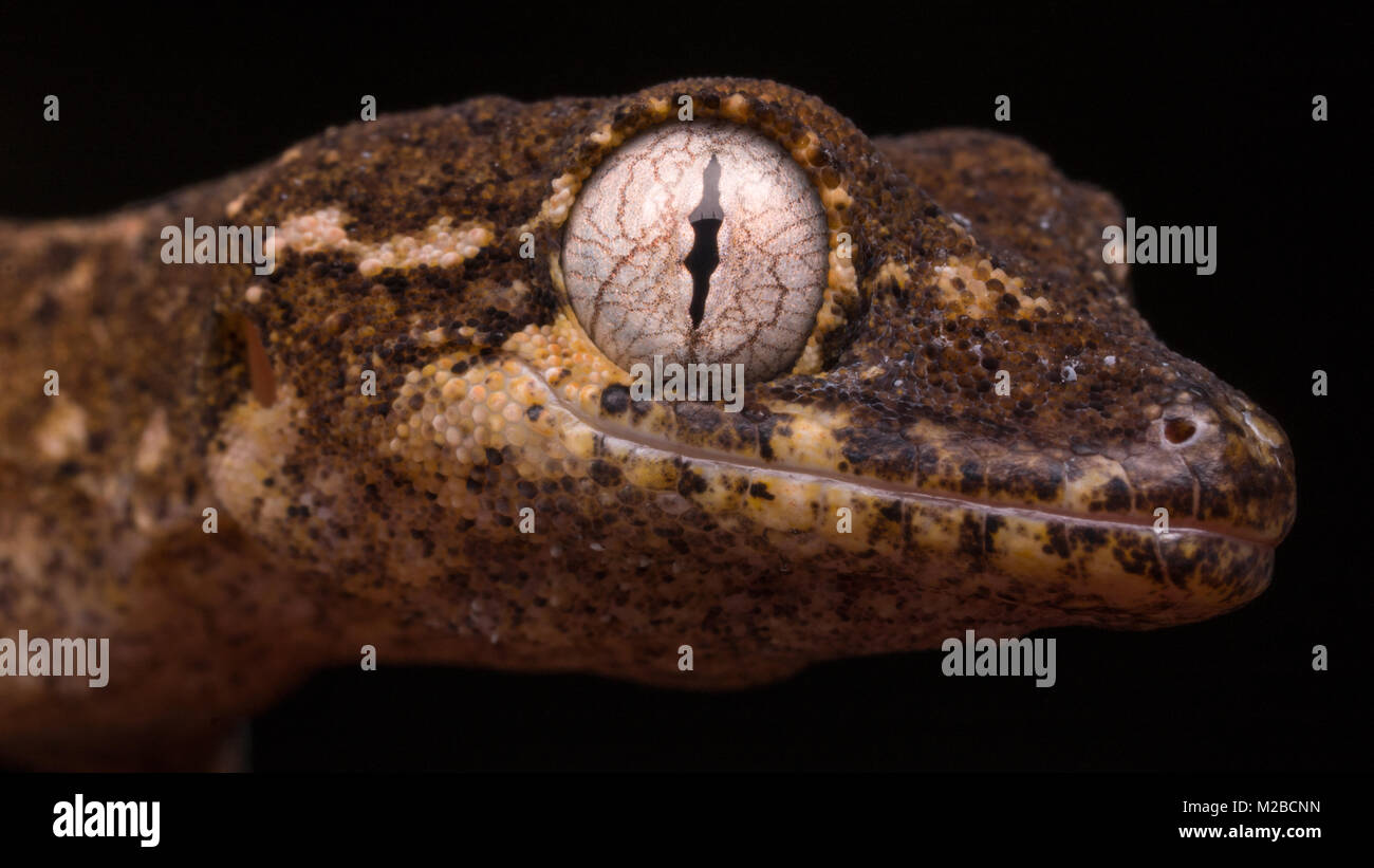 Cyrtodactylus elok / bowfingered malese gecko Foto Stock