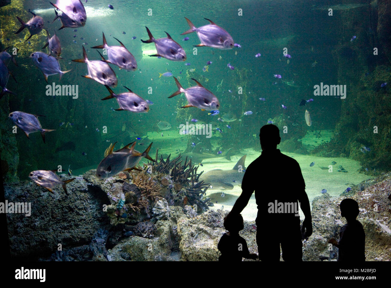 Persone che guardano l'acquario immagini e fotografie stock ad alta  risoluzione - Pagina 2 - Alamy