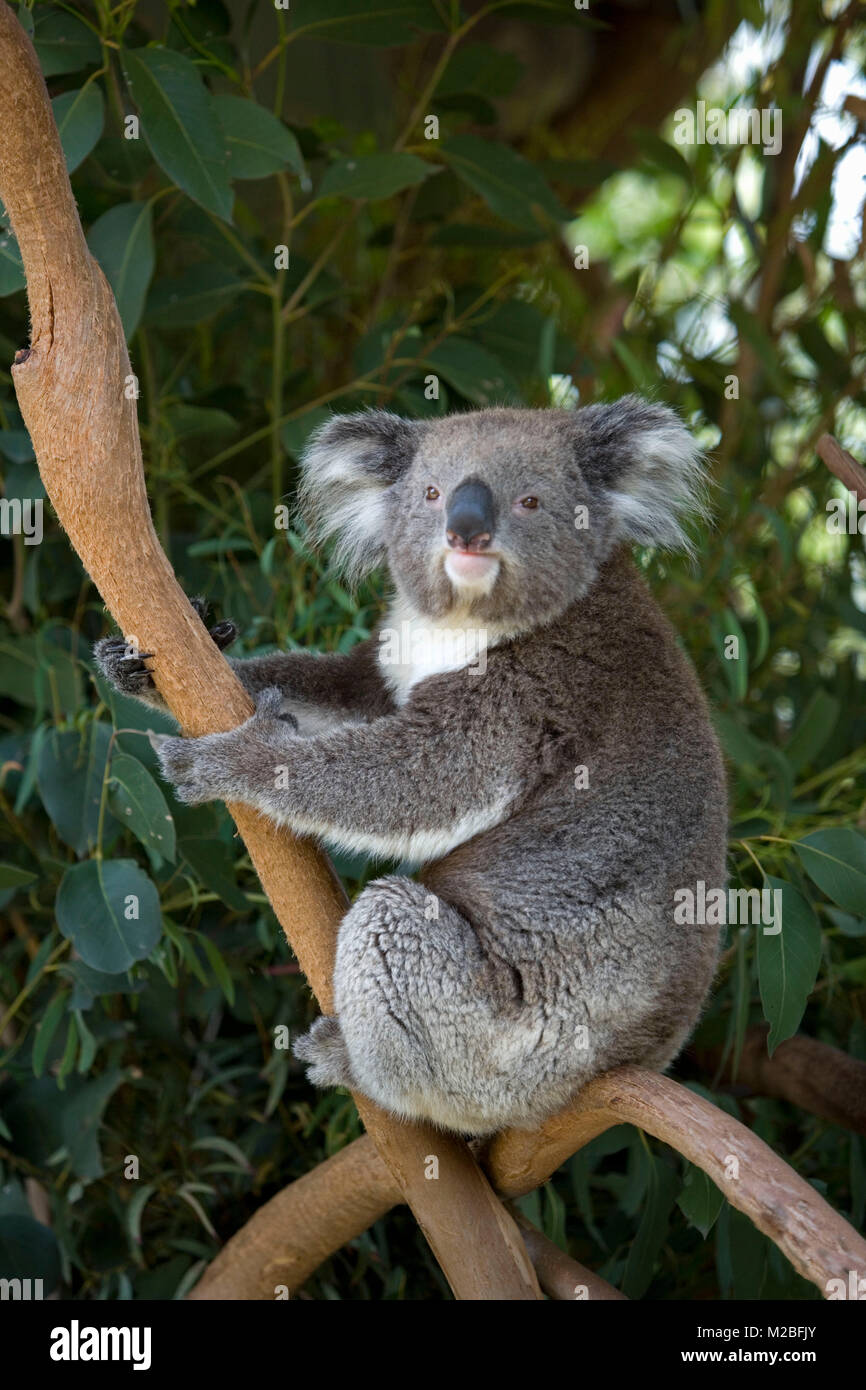 Australia, vicino a Sydney. Featherdale Wildlife Park. Koala. (Phascolarctos cinereus). Foto Stock