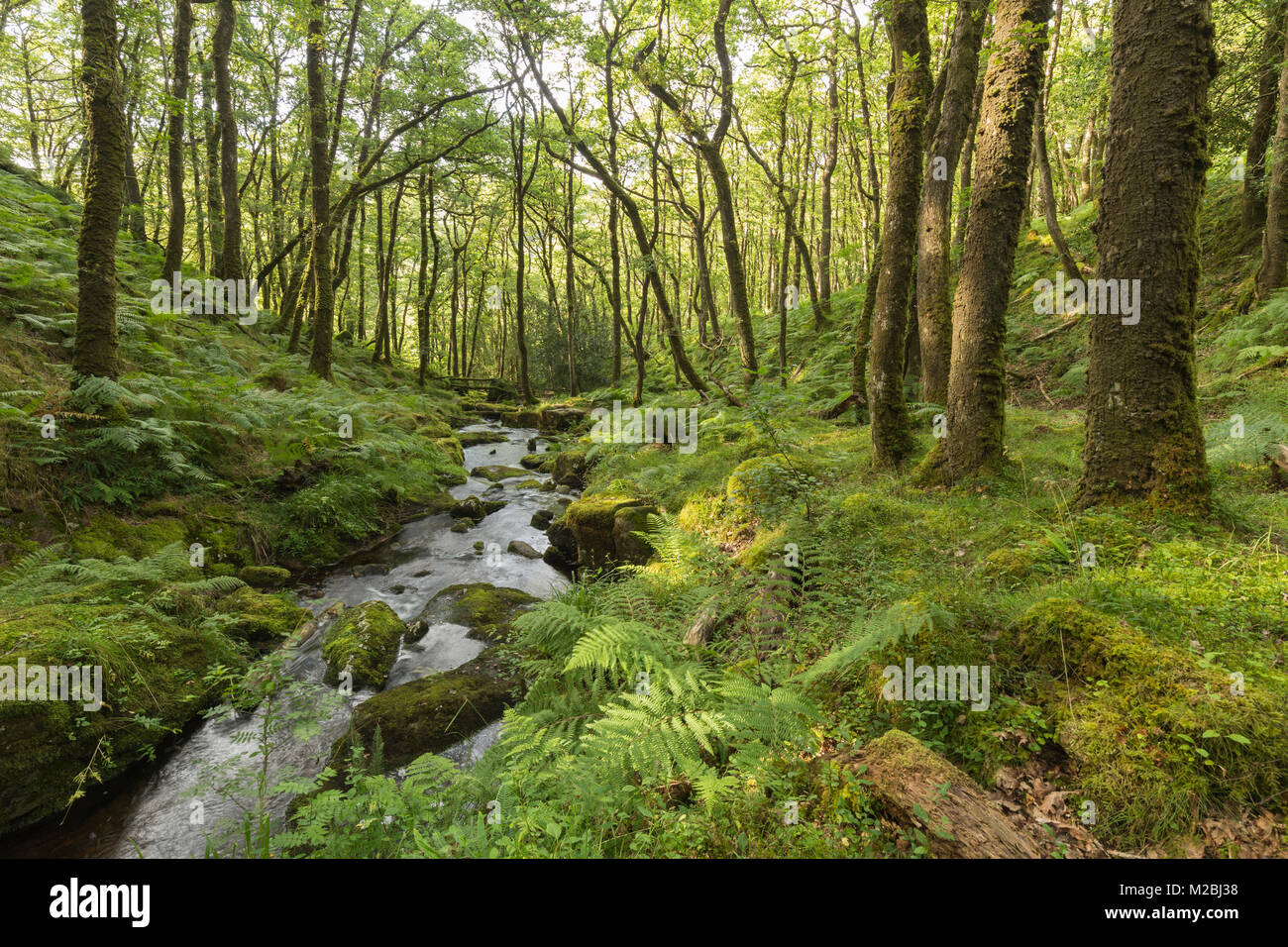 Una immagine di una bella zona boschiva dove Venford Brook fluisce attraverso il bosco di Dartmoor, Devon, Inghilterra, Regno Unito Foto Stock