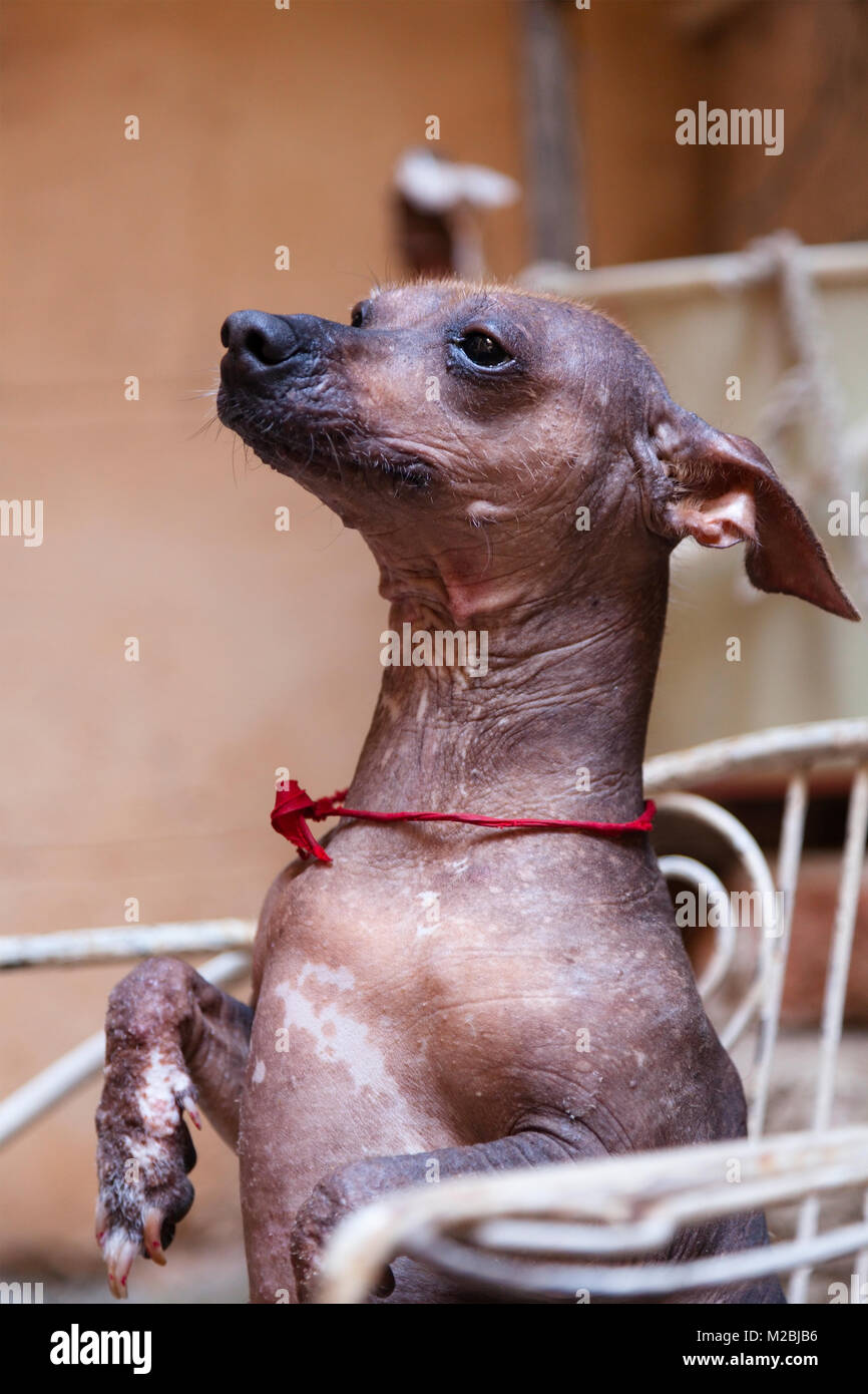 Un cubano glabre cane in piedi sulle zampe posteriori a L'Avana, Cuba. Foto Stock