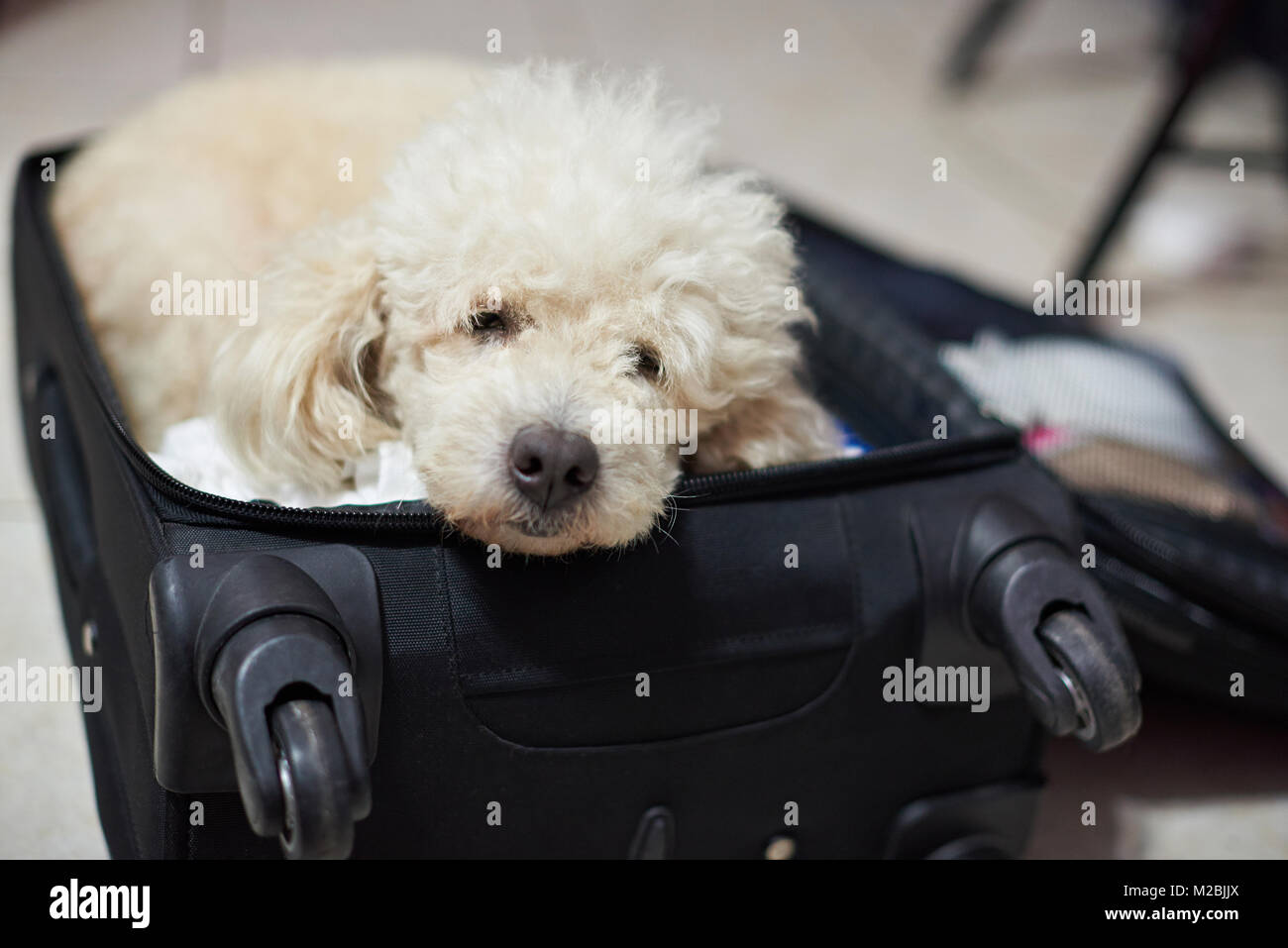 Dormendo cane barboncino in valigia in attesa per il viaggio Foto Stock