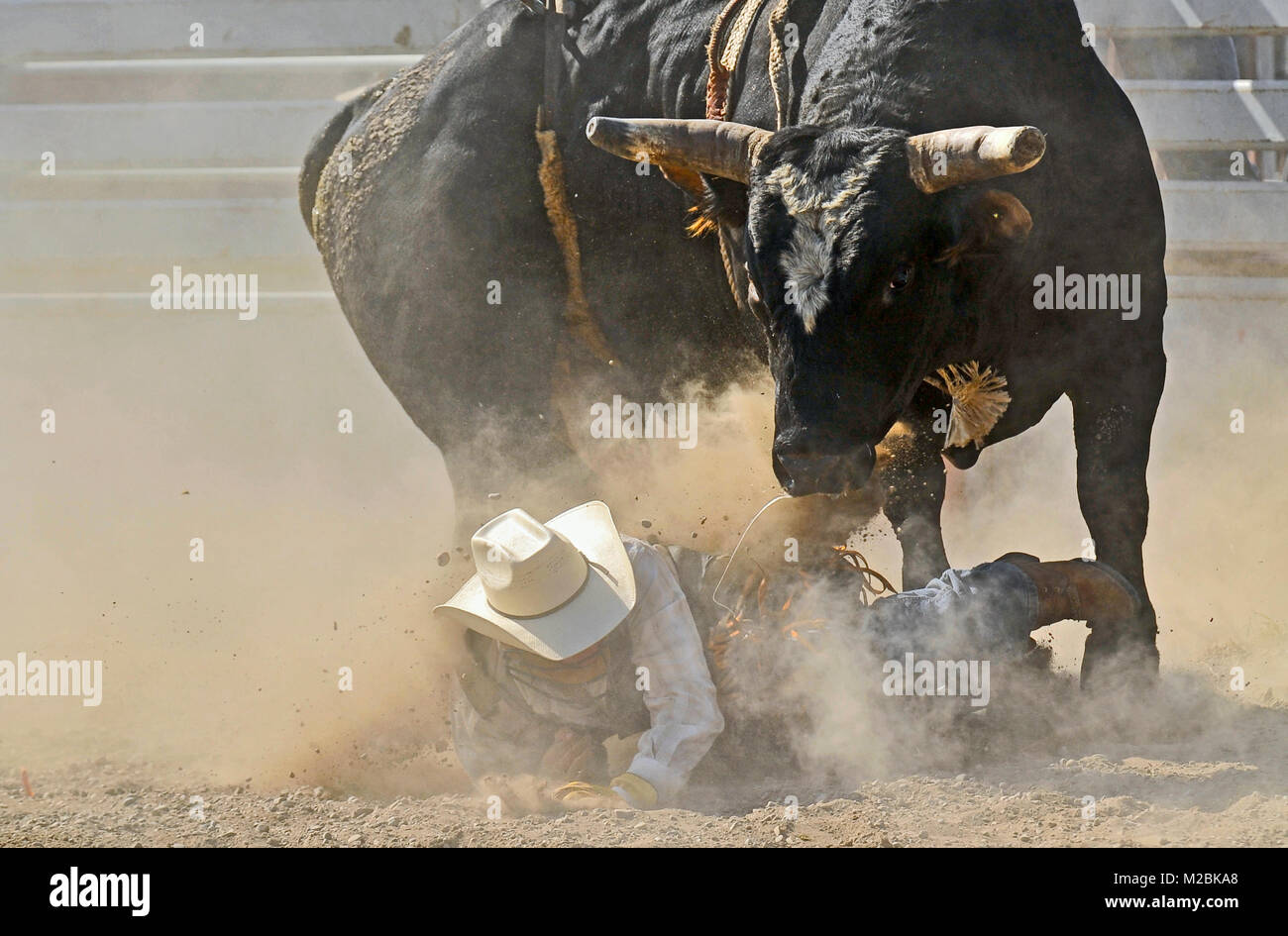 Un grande nero strappi bull che guarda il cowboy che ha appena contrastato spento durante un toro di equitazione evento in un'arena all'aperto nelle zone rurali di Alberta in Canada Foto Stock