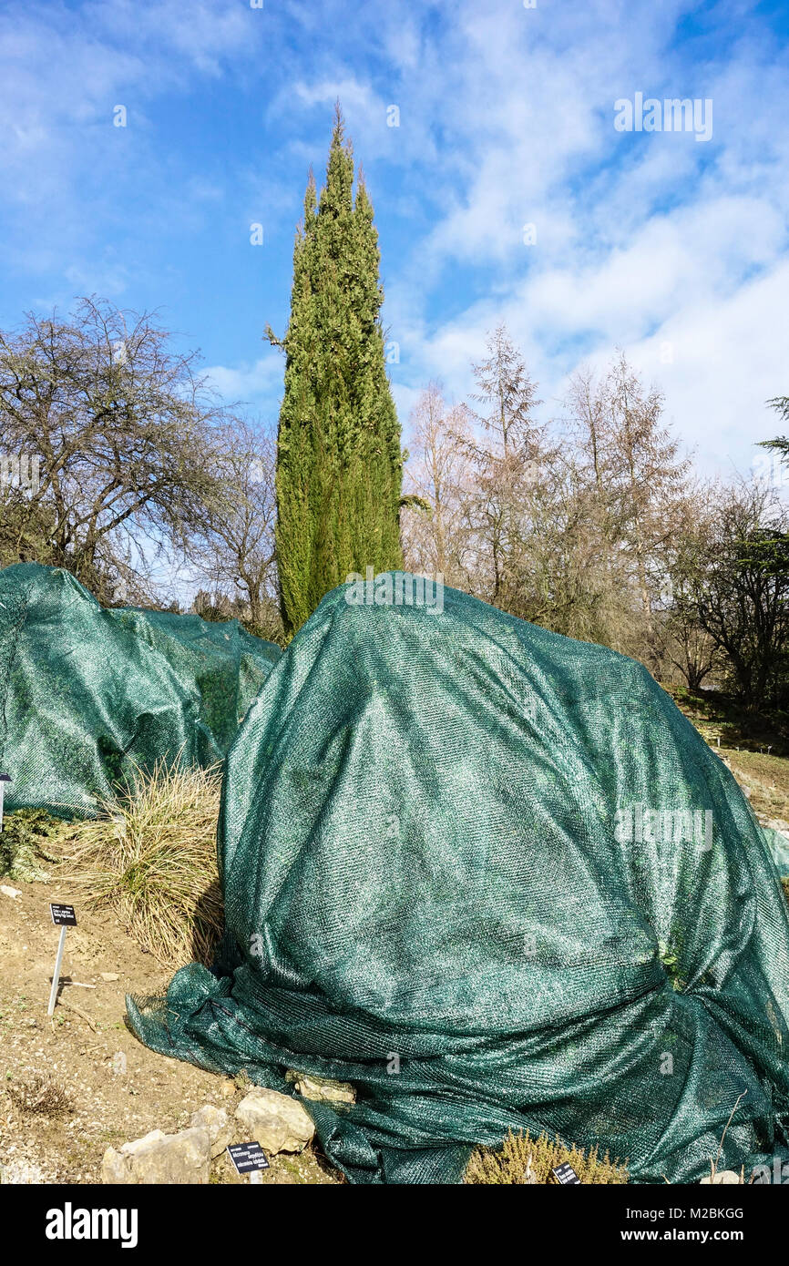 Piante coperte sul giardino roccioso protette contro il gelo invernale, piante protettive invernali nel giardino, piantano un giardino sostenibile Foto Stock