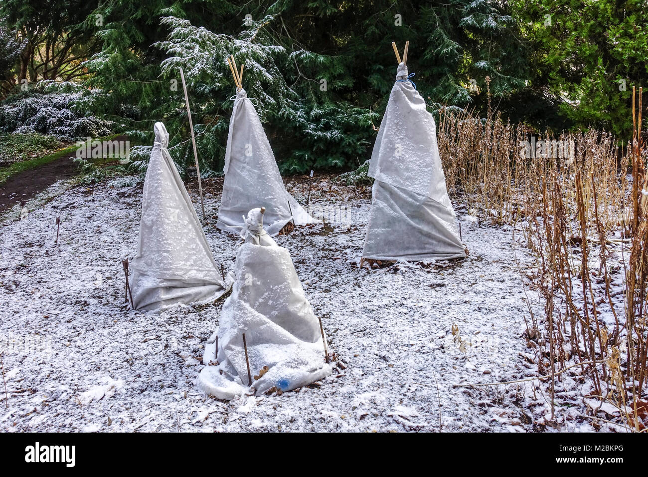 Il fleece orticolo protegge le piante dal gelo invernale e dal congelamento in un giardino, e le piante di protezione invernale coperte Foto Stock