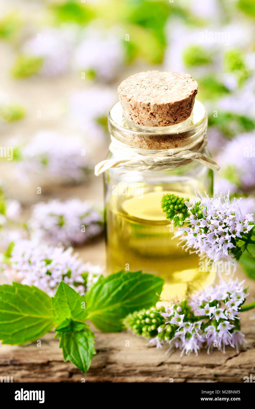 Viola freschi Fiori di menta piperita e menta piperita olio essenziale sul tavolo di legno Foto Stock