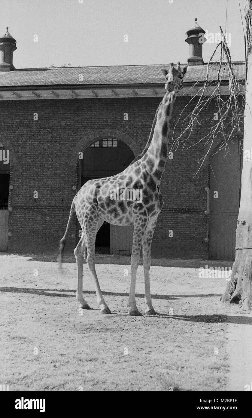 1940s, lo Zoo di Londra, esterno, foto storiche di una giraffa in piedi al di fuori della sua abitazione, la giraffa house, un costruito in mattoni in stile georgiano, nello stile enclosure, costruito nel 1836 e progettato da architetto Decimus Burton, che ha creato anche a Londra il famoso Arco di Marmo. Lo zoo di costruzione più antica, è uno dei pochi sopravvissuti dell'originale di strutture a ZSL. Foto Stock
