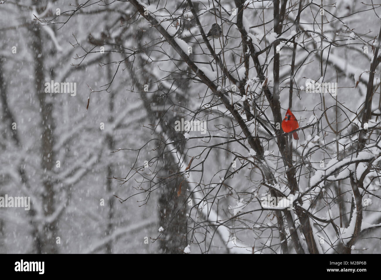 Maschio rosso cardinale Nord uccello seduto in un albero in una forte tempesta di neve in inverno a Toronto in Canada Foto Stock