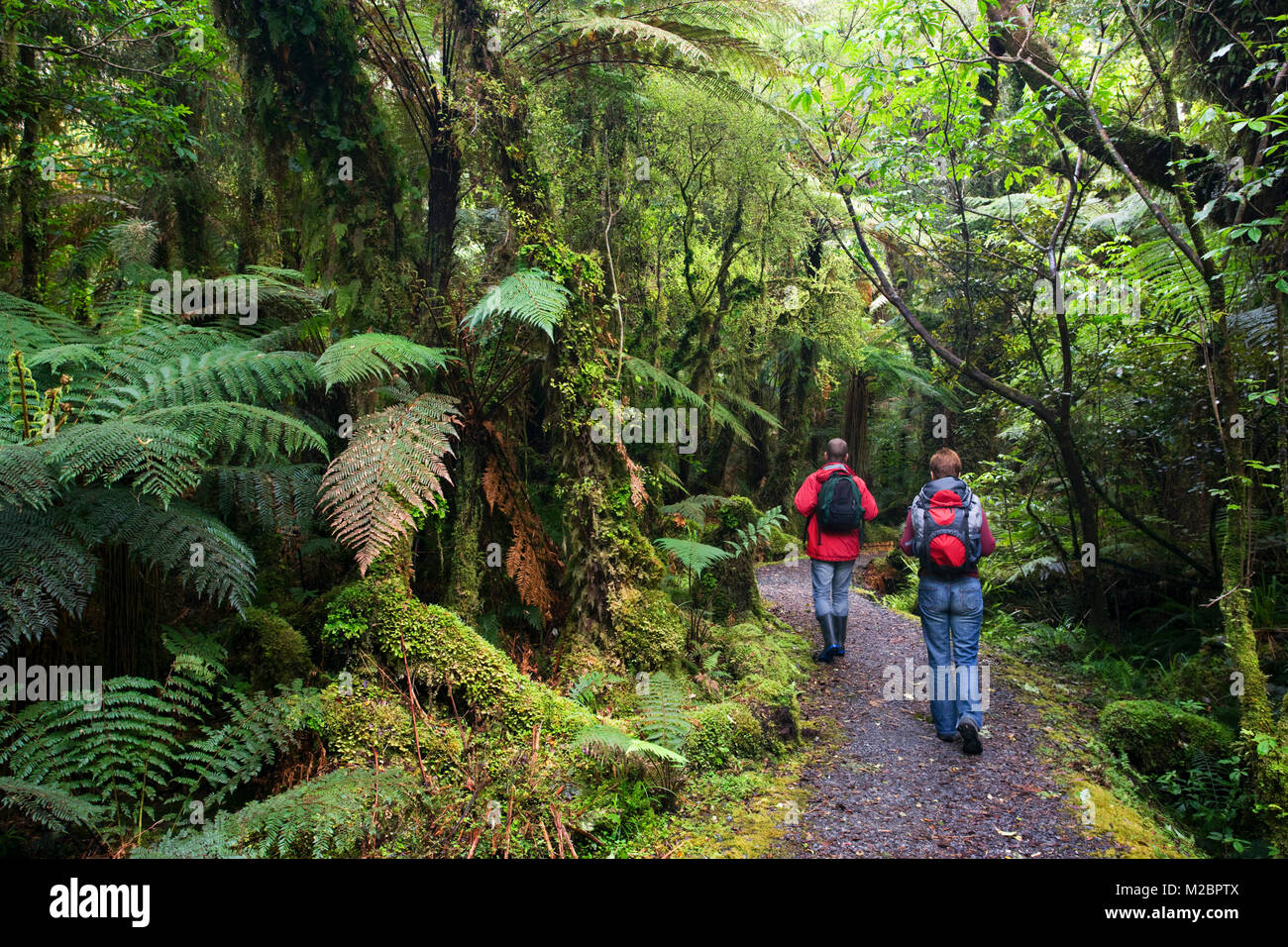 Nuova Zelanda, Isola del Sud, Fox Glacier, Minnehaha a piedi. La foresta pluviale. Paio di escursionismo. Unesco World Heritage Site. Foto Stock