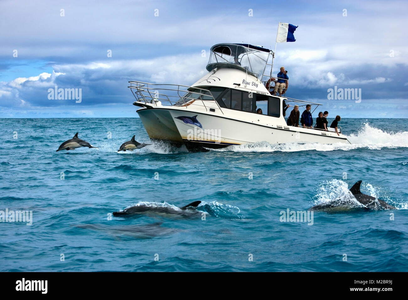 Nuova Zelanda, Isola del nord, Whakatane, guardando a e nuotare con i delfini. Foto Stock