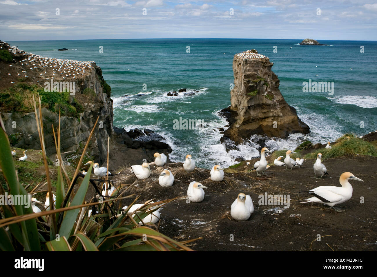 Nuova Zelanda, Isola del nord, Murawai Gannet colonia, Australasian gannett ( Morus Serrator ). Foto Stock