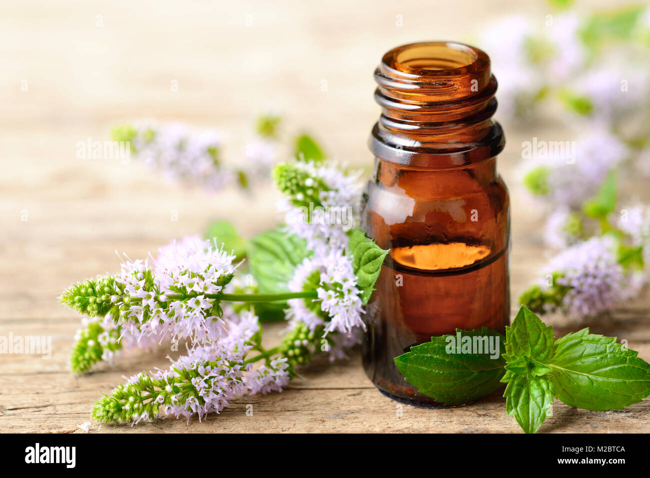 Viola freschi Fiori di menta piperita e menta piperita olio essenziale sul tavolo di legno Foto Stock