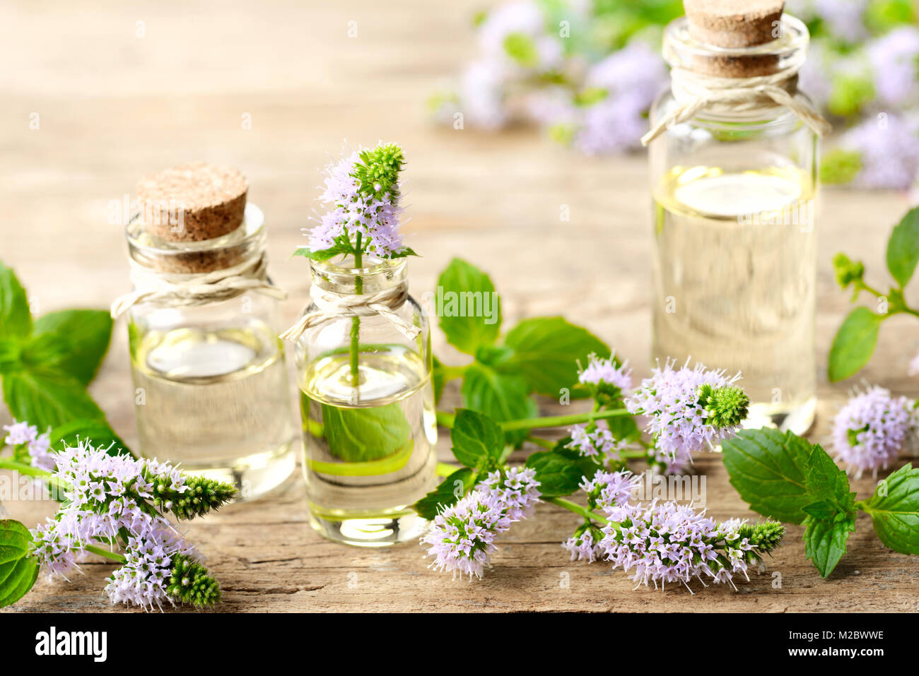 Viola freschi Fiori di menta piperita e menta piperita olio essenziale sul tavolo di legno Foto Stock
