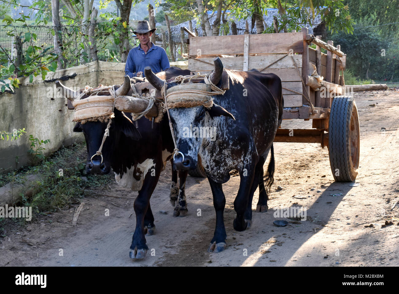 L'agricoltore cubano con ox-azionato il carrello Foto Stock