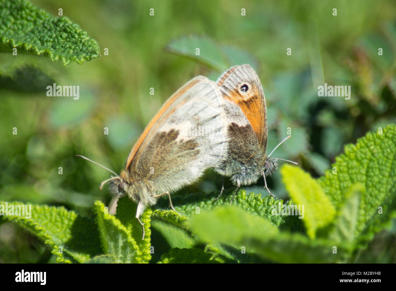 Small Heath farfalle coniugata Foto Stock