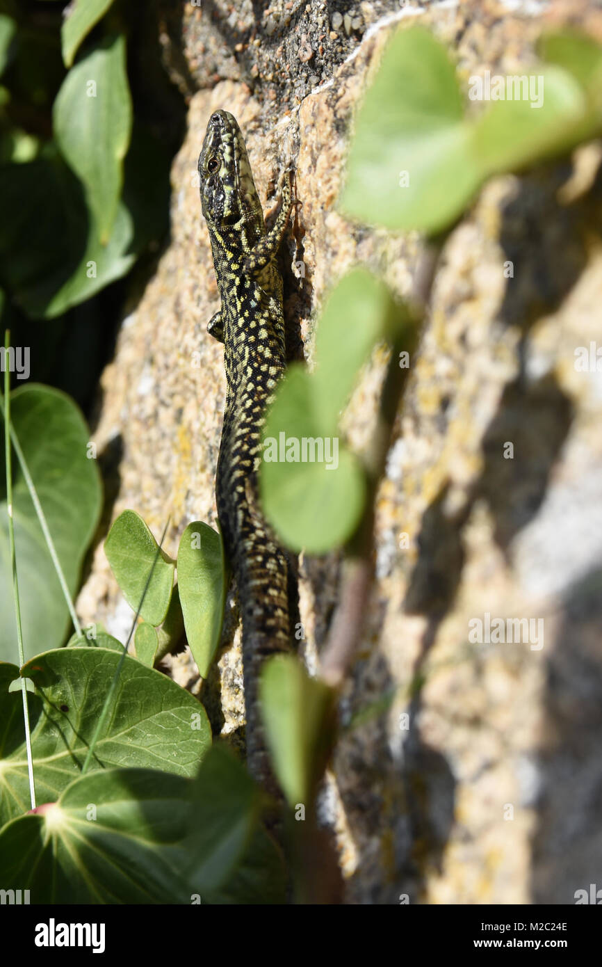 Maschio di parete comune lucertola campestre Podarcis muralis su una parete di roccia su Gorey castello sull'isola di Jersey Regno Unito di edera che crescono su di un muro. Foto Stock