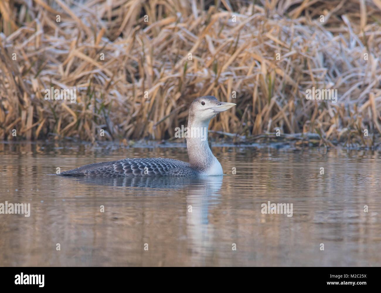 Molto rare bianco subacqueo fatturati Gavia adamsii sulle rive di un fiume in inverno nella contea del Lincolnshire Inghilterra, con ghiaccio coperto canne in background. Foto Stock