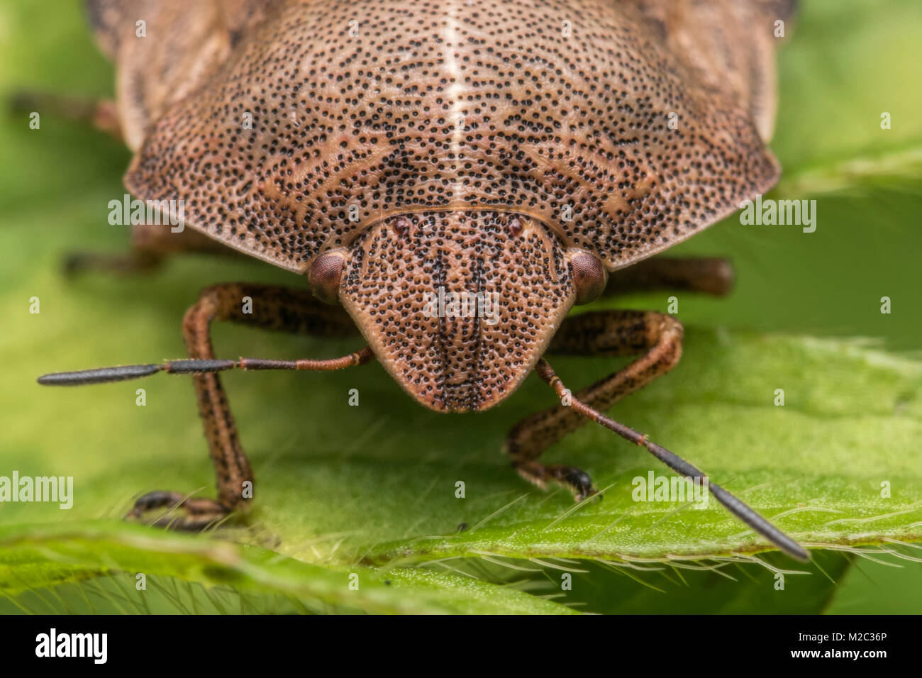 Tartaruga (Bug Eurygaster "testudinaria) arroccato su una foglia. Close up foto della testa. Cahir, Tipperary, Irlanda. Foto Stock