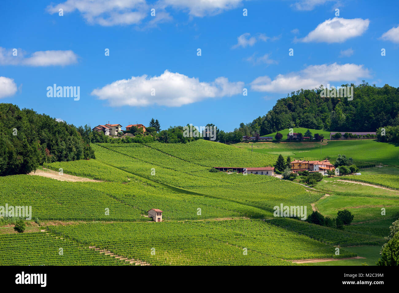 Verde di vigneti sulla collina sotto il cielo blu con nuvole bianche in Piemonte, Italia settentrionale. Foto Stock