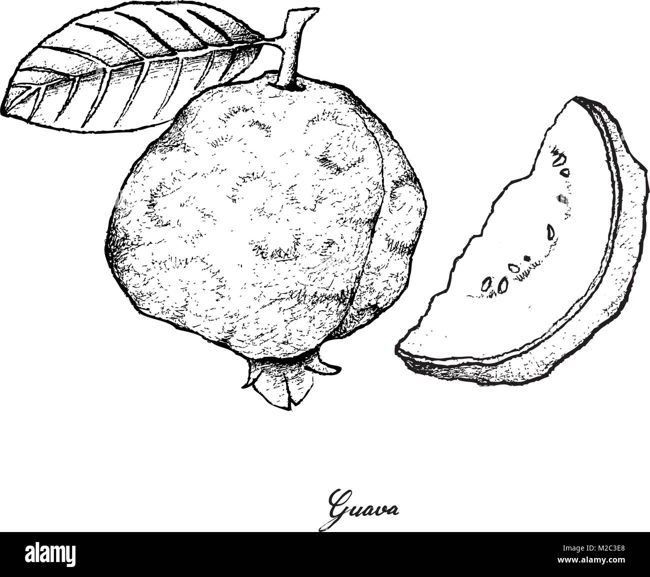 Frutti tropicali, illustrazione di mano il bozzetto frutto guava isolati su sfondo bianco. Illustrazione Vettoriale