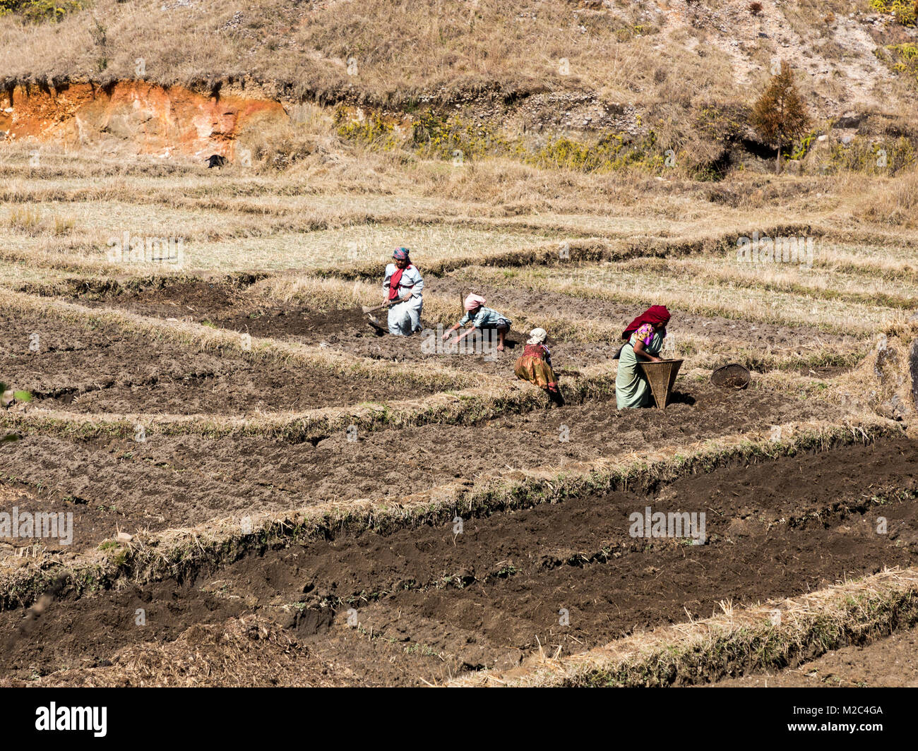 Le persone che lavorano nei campi in modo da Mawsynram a Shillong, Meghalaya, India Foto Stock