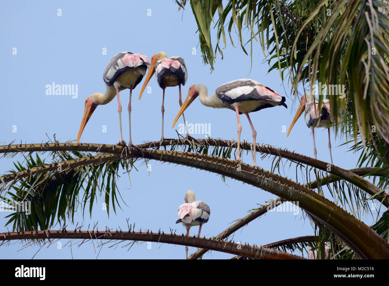 Cicogne sul palm e rami di alberi Foto Stock