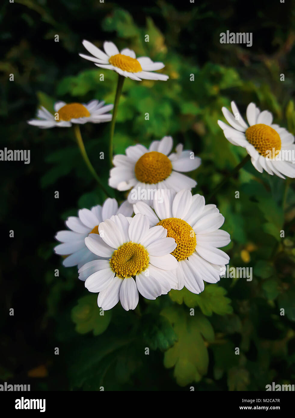 Close up di Daisy bianca fiori di camomilla, su di un prato verde in un giorno di estate. Foto Stock