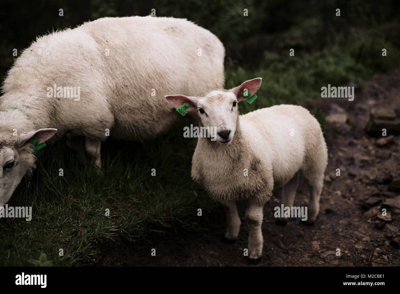 Un piccolo agnello guarda curiosamente, mentre la madre gli ovini gode di una piacevole cena Foto Stock