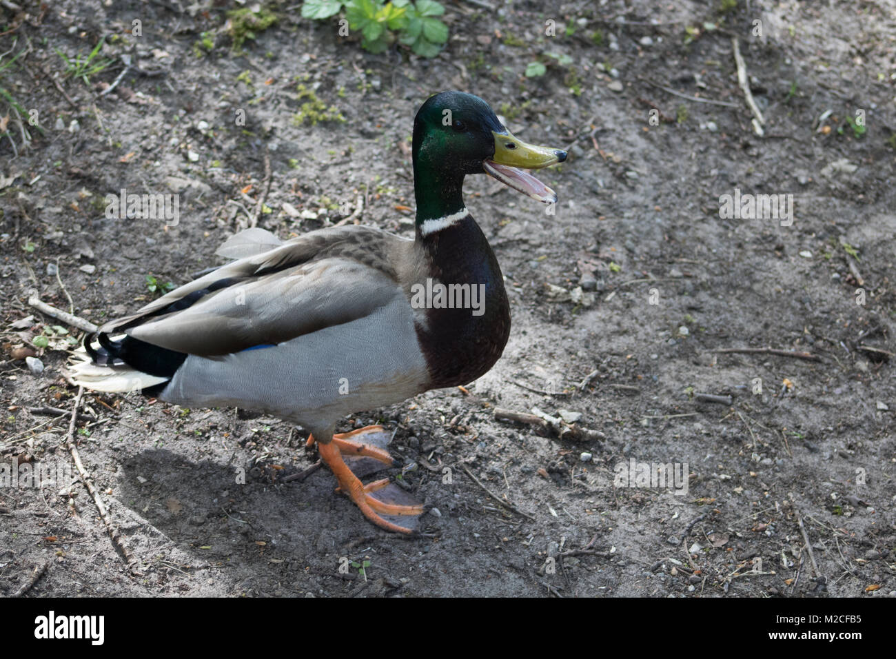 Semplice Sands Country Park 2017 Foto Stock