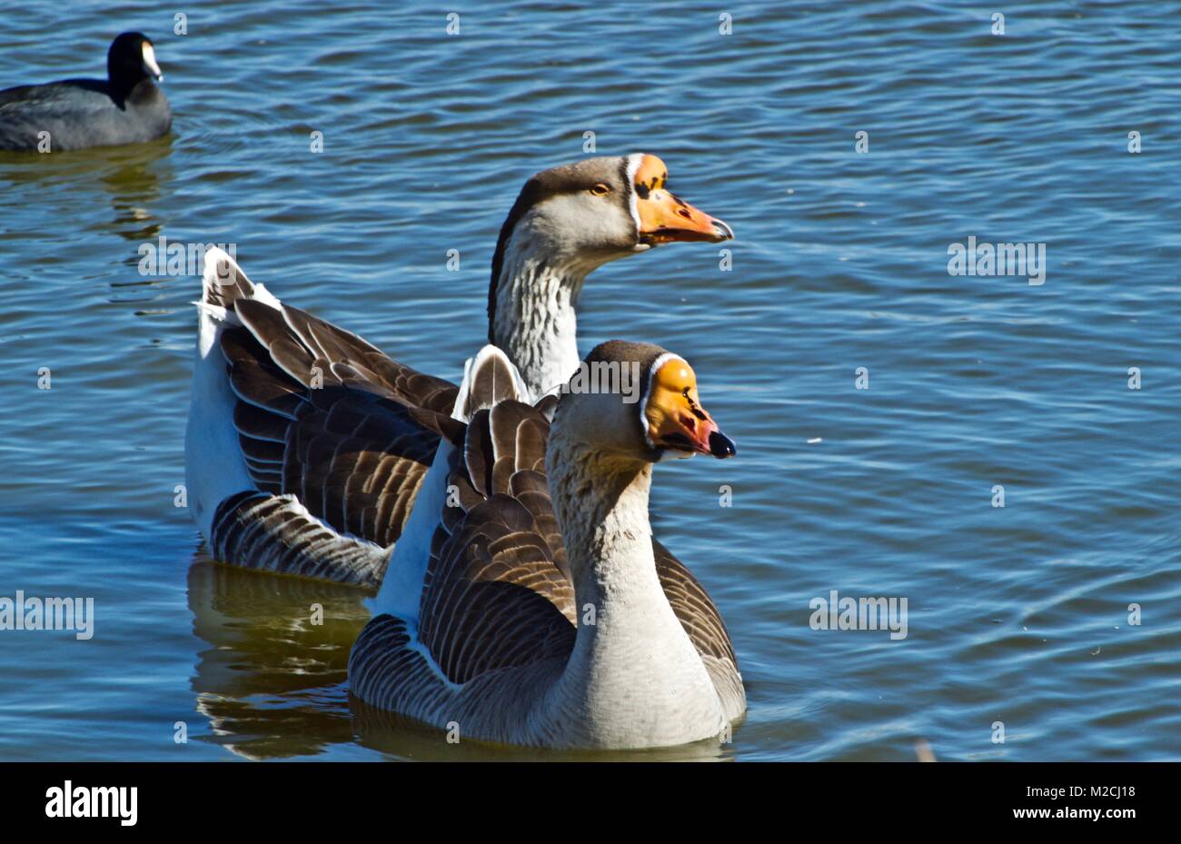 Tame Oche, Lindsey Park, Canyon, Texas Foto Stock