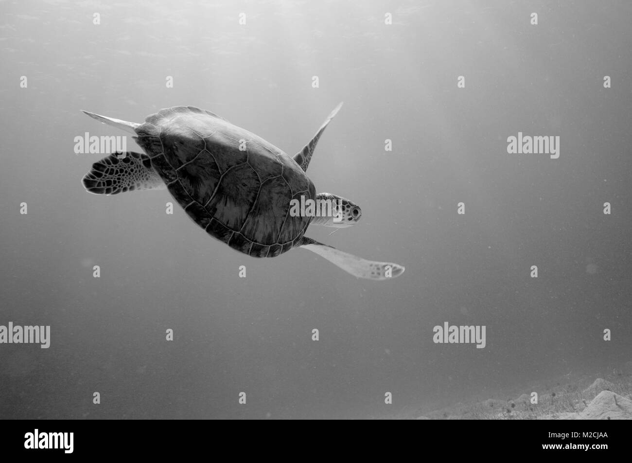 Una tartaruga nuota attraverso i raggi di luce in prossimità di Caneel Bay sull'isola di San Giovanni negli Stati Uniti Isole Vergini. Foto Stock