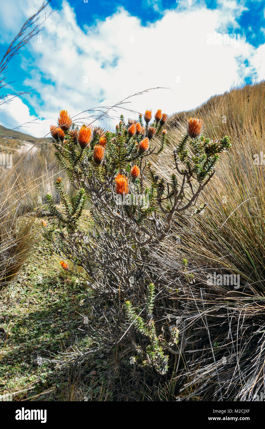 Chuquiragua fiore andina vicino Vulcano Chimborazo in Ecuador Foto Stock