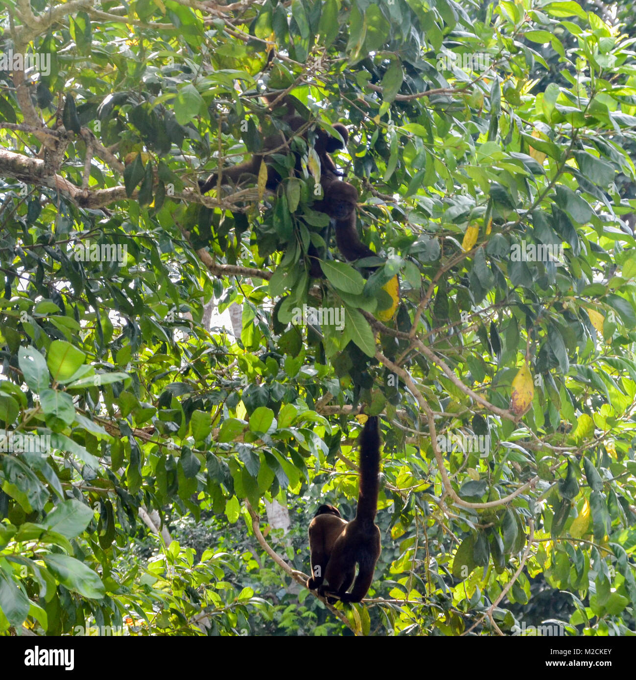 Scimmie Cappuccini sono Nuovo Mondo scimmie della sottofamiglia Cebinae Foto Stock