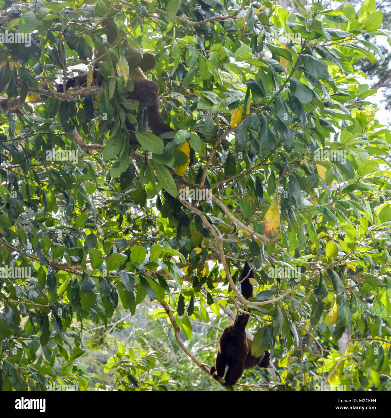 Scimmie Cappuccini sono Nuovo Mondo scimmie della sottofamiglia Cebinae Foto Stock