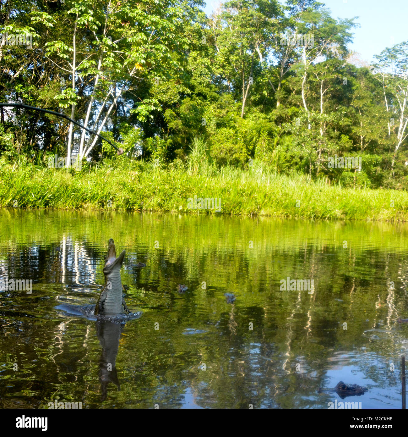 I coccodrilli al tempo di alimentazione nella regione amazzonica dell'Ecuador Foto Stock