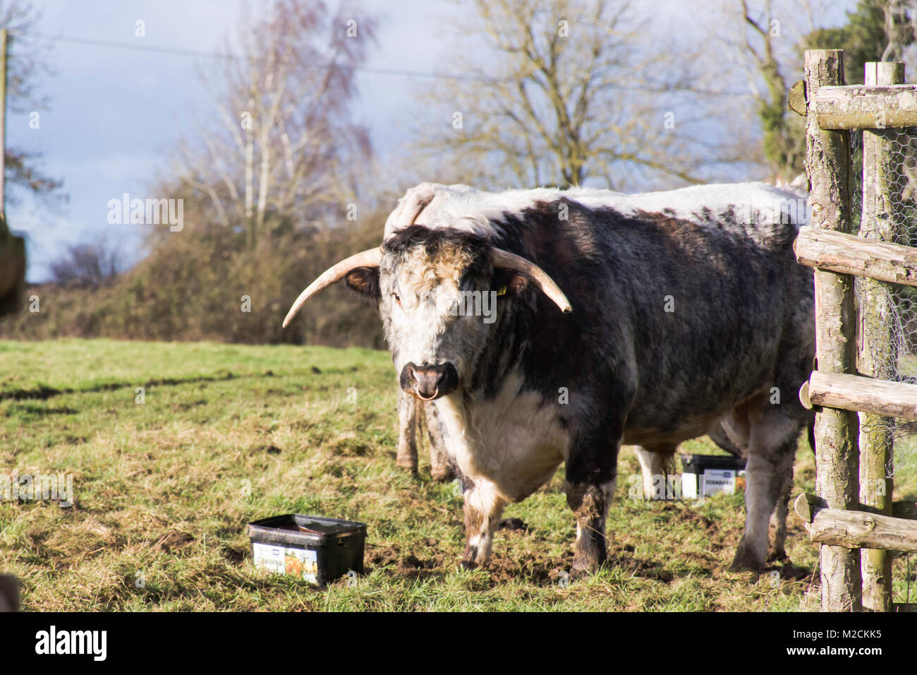 Un inglese longhorn bull Foto Stock
