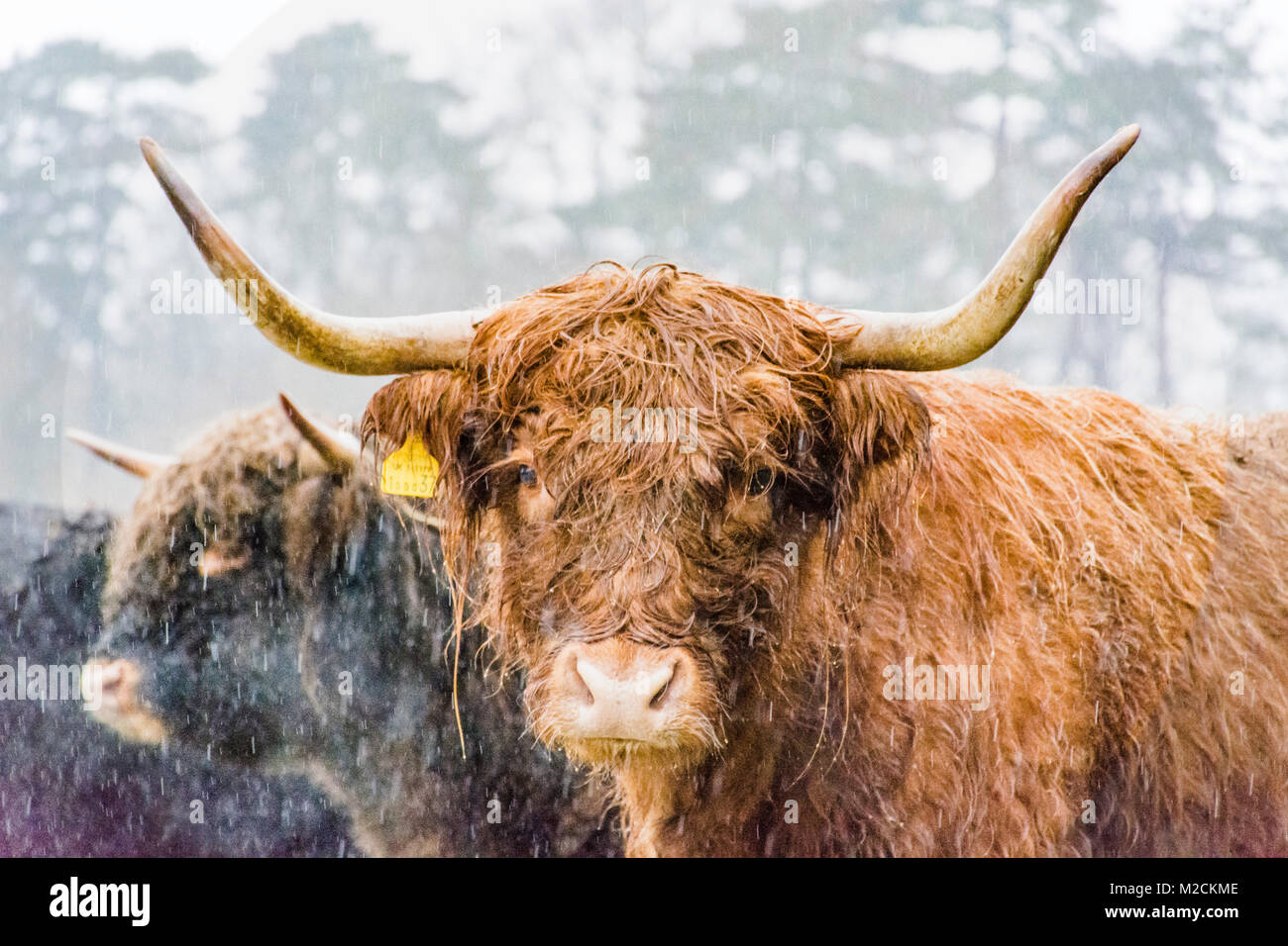 Un altopiano di mucca durante il periodo invernale Foto Stock