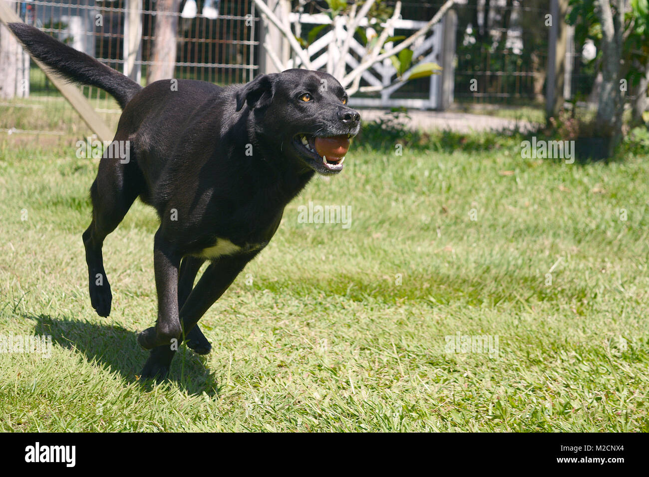 Cane che corre con la palla in bocca Foto Stock