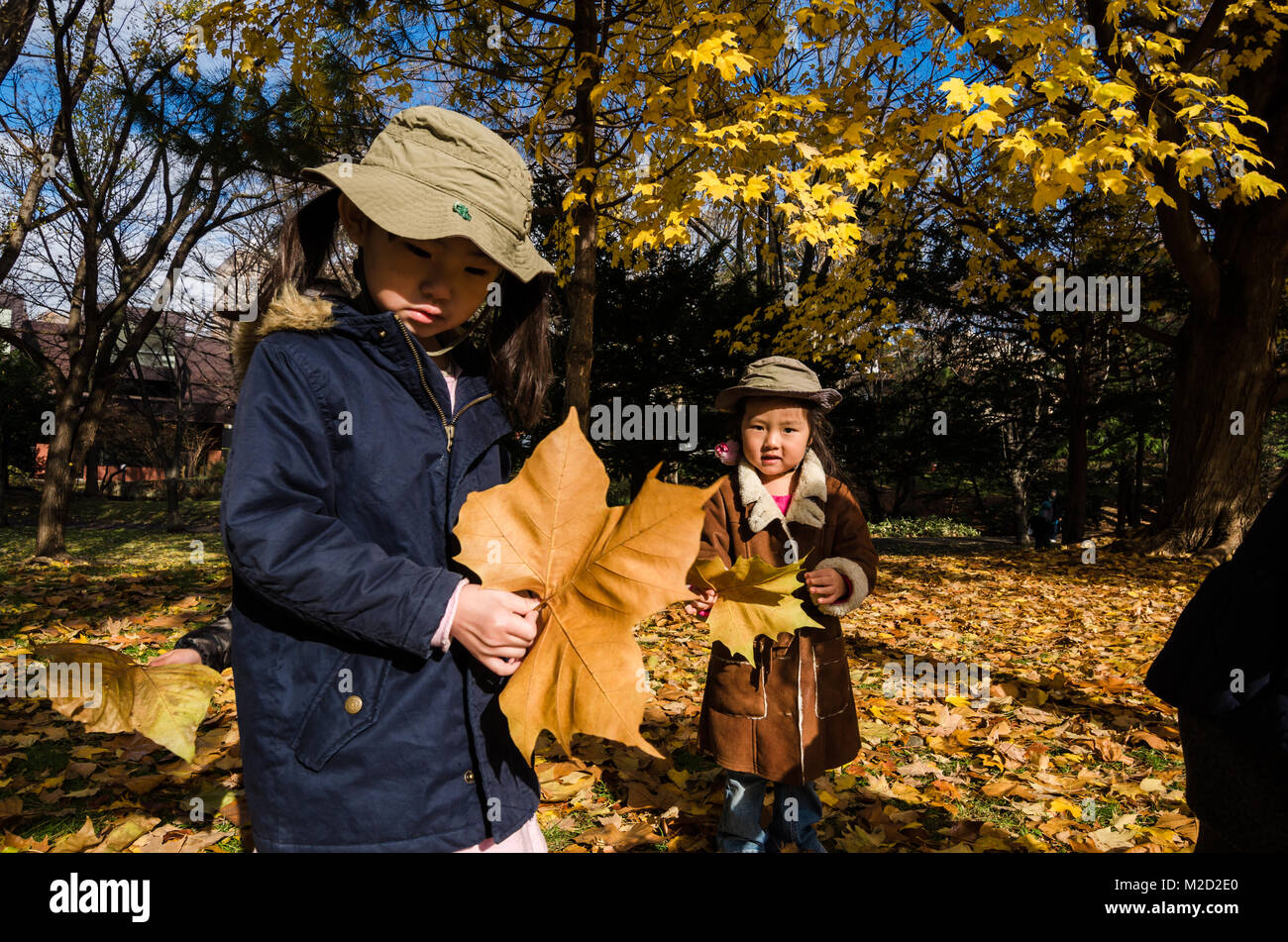 Giapponese i bambini si divertono con foglie di autunno a Hokkaido University. L'università è inoltre un famoso spot del turismo soprattutto in autunno. Foto Stock