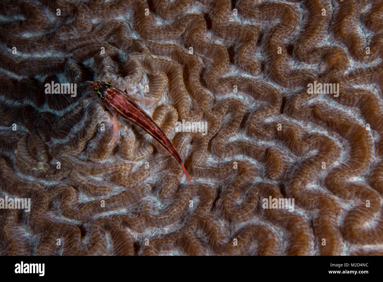 Un bavose in appoggio sul cervello coral Foto Stock