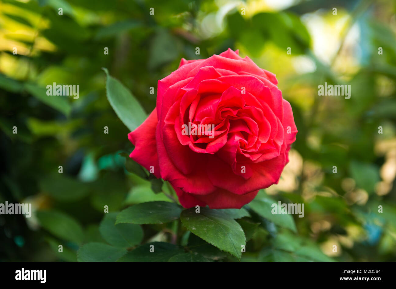 Red Rose in giardino Foto Stock