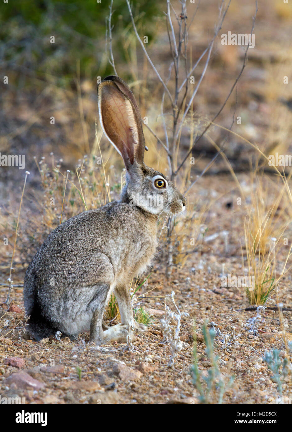 Il nero-tailed jackrabbit (Lepus californicus) Foto Stock