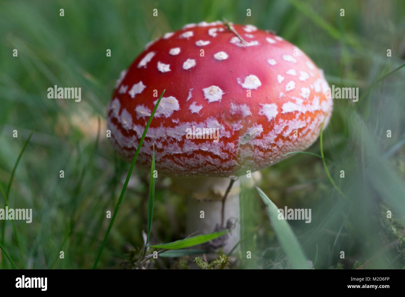 Amanita muscaria crescente sul bordo di un prato. Foto Stock