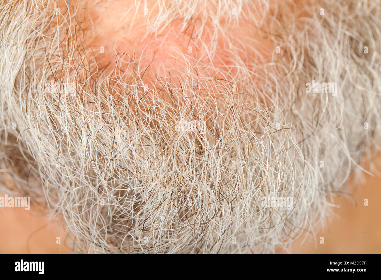 Chiudere l immagine dell uomo senior la barba grigia sul mento, macro Foto Stock