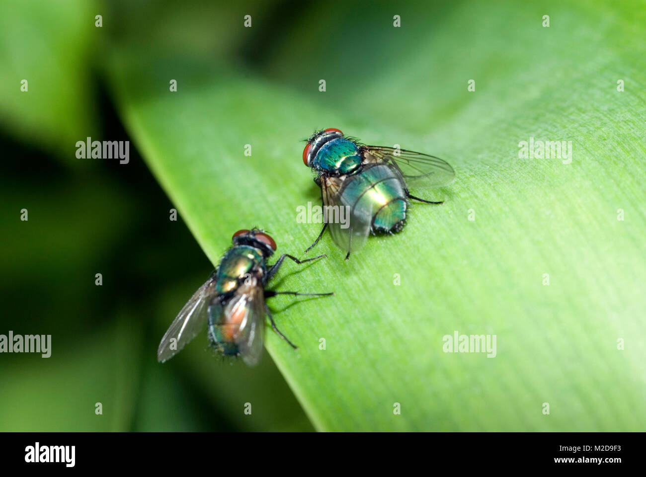 Verde bottiglia Fly Foto Stock