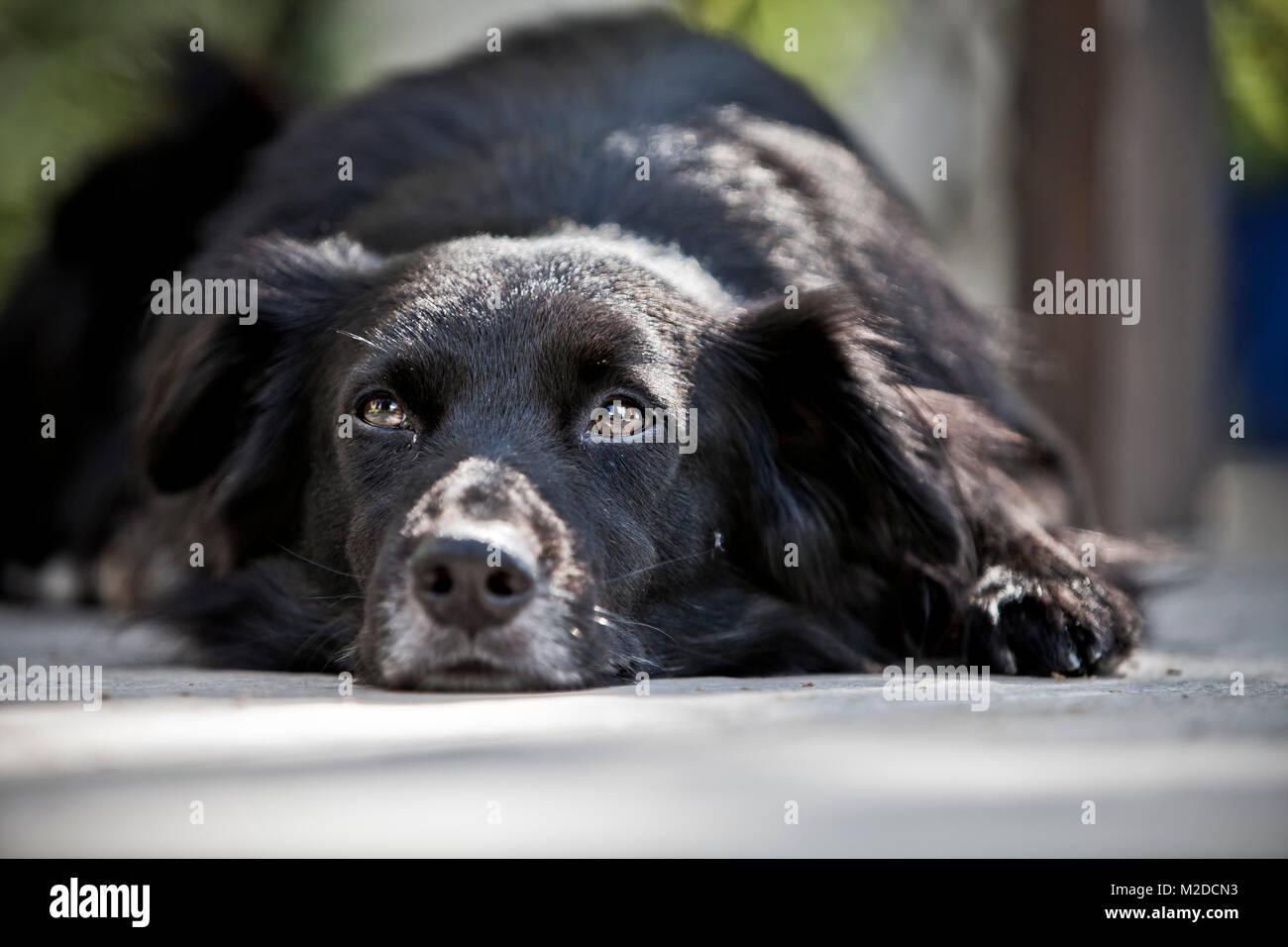 Cagnaccio nero cane sdraiato sul pavimento Foto Stock