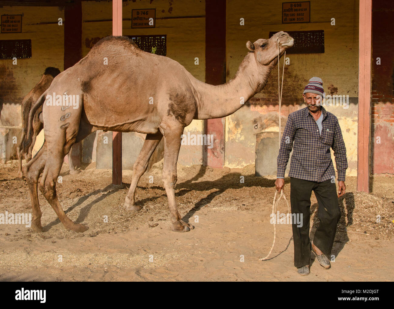 Cammelli al Camel Allevamento a Bikaner, Rajasthan, India Foto Stock