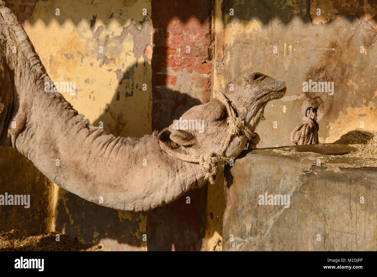 Cammelli al Camel Allevamento a Bikaner, Rajasthan, India Foto Stock